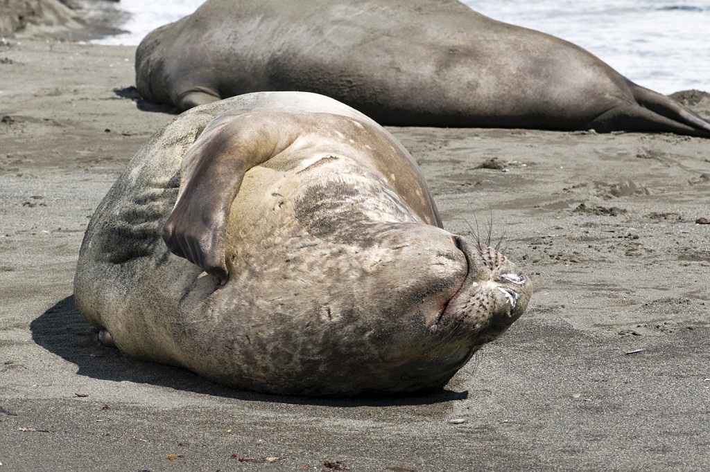 Elephant Seal.20081113_3858.jpg - Southern Elephant Seal (Mirounga leonine), South Gerogia November 2008